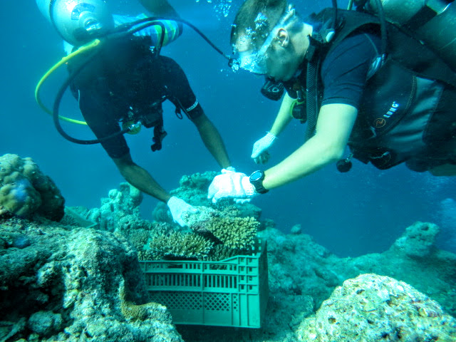 Working with corals, Kurumba Maldives