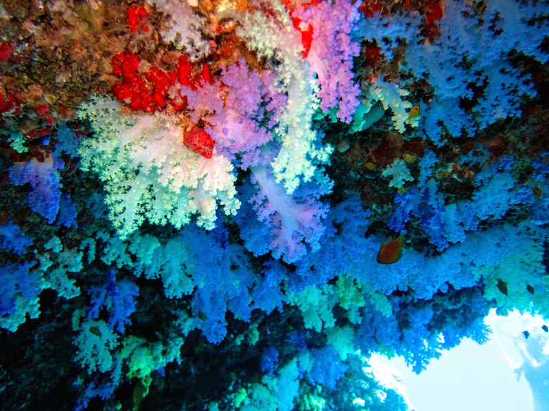 Colourful coral on The Golden Wall, Anantara Kihavah Villa