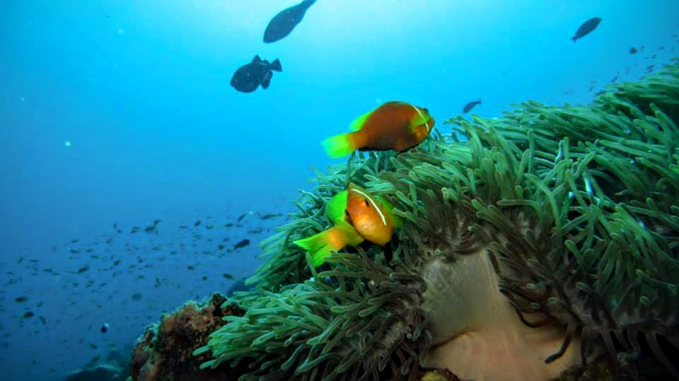 Reef, Maafushivaru