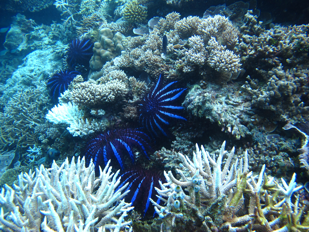 W-Maldives crown of thorns starfish