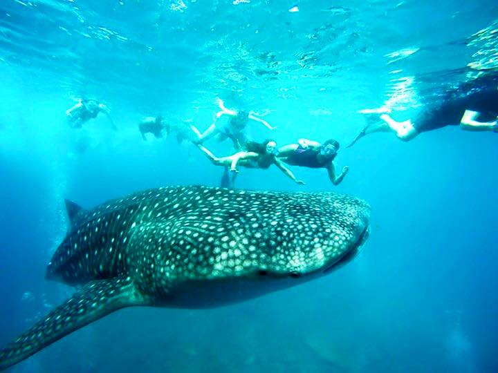 Whale Shark trips to Ari Atoll, Kaani Beach Hotel