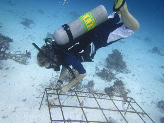 Best Dives Maldives operational manager in Konotta, Marta Giannini, attaches the coral necklaces to secured frames to encourage new coral growth