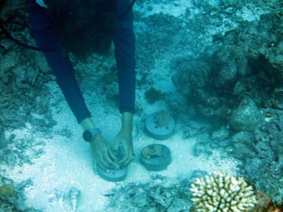 Marine biologist Ms Fattori sinks some concrete bases with encrusting fragments.