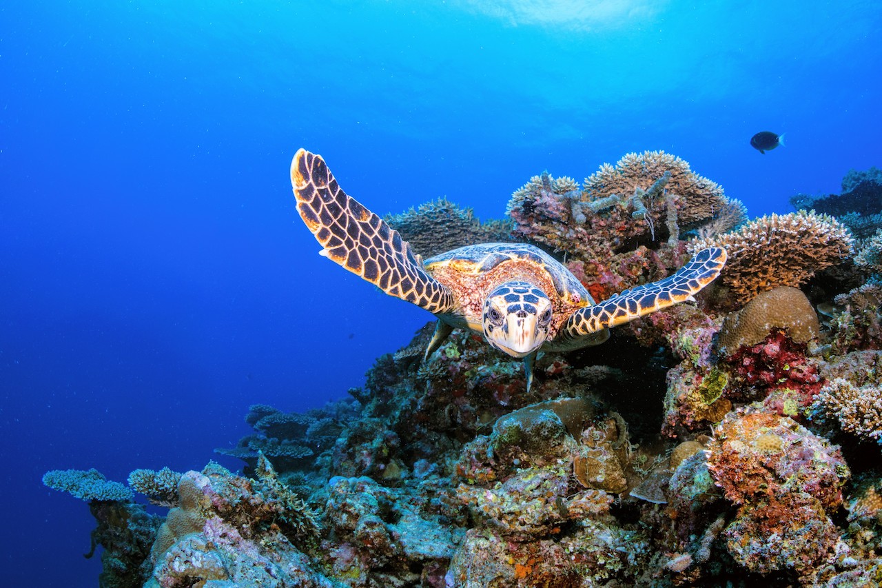 Hawksbill turtle welcoming divers, Six Senses Laamu